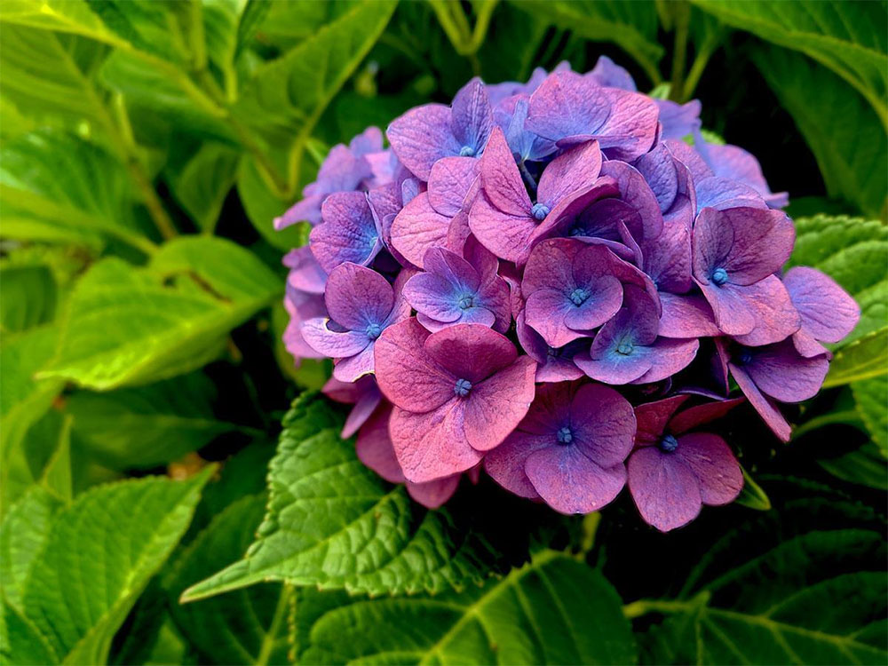 Гортензия: интересное и познавательное про красивый цветок