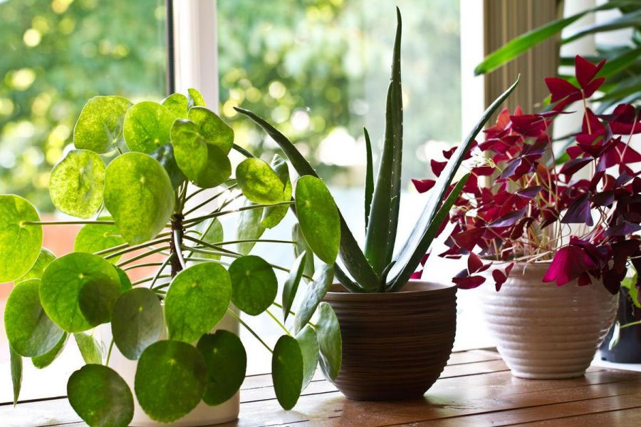 Як створити робочу атмосферу вдома: кімнатні рослини